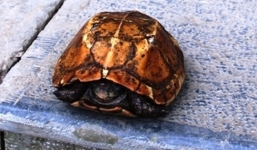 Trả nửa tỷ đồng để mua rùa vàng ở suối cá thần