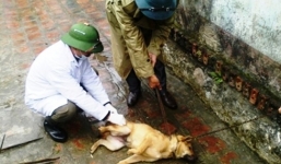 Chó dại cắn 2 người chết, 8 người bị thương