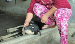 Bi hài vụ tranh chấp chú chó “mê gái” khiến công an 'đau đầu'