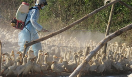 Cúm gia cầm bùng phát khắp miền Trung