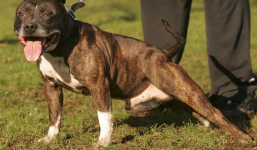 Ra tòa vì quan hệ tình dục với chó của người yêu