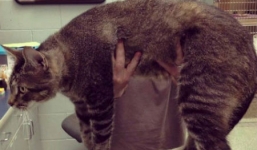 Mèo 'quái vật' dài gần 1 mét đã được nhận nuôi