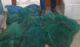 Mua hàng chục rắn hổ mang chúa về nhà nuôi