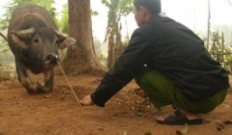 Chú trâu biết bò và 'hiểu' tiếng người