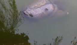 Cụ rùa nổi trong ngày giá rét