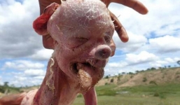 Xôn xao 'quái thai' lợn hình mặt người 