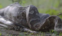 Rợn người những màn săn mồi của trăn khổng lồ