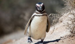 Clip tình yêu của nàng cánh cụt với nhân viên vườn thú chấn động Youtube