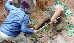 Hàng chục người đào hố cứu voi con sa lầy