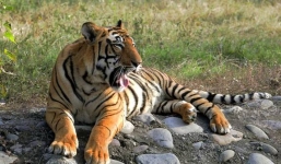 Hổ ăn thịt 10 người sau khi thoát khỏi vườn thú