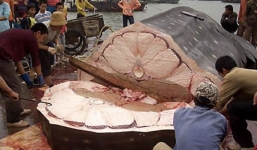 Phát hiện lò mổ cá mập khủng tại Trung Quốc