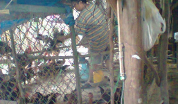 Bản tin 113 – chiều 18/2: Bà già bị 'cưỡng tình' ở... chuồng gà...