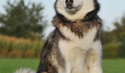 Bé gái 6 ngày tuổi bị chó cưng vồ chết 