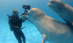 Cá voi trắng Ukraina tán tỉnh thợ lặn