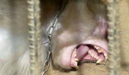 Màn tra tấn khỉ man rợ của nhân viên rạp xiếc Hàn Quốc