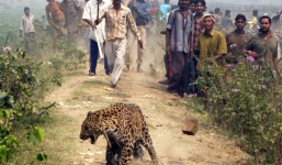 Báo hoang vào nhà vồ chết bé trai 5 tuổi