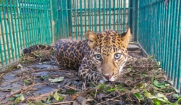 Bé trai 5 tuổi bị báo vồ chết khi đang đi vệ sinh