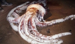 Mực khổng lồ nặng 100kg dạt vào bờ biển là điềm xấu?