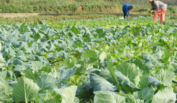 Rau rẻ như bèo, người dân cắt cho gia súc