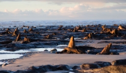 Rừng 5.000 tuổi nguyên vẹn trên đại dương