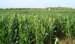 Bầu Đức chuyển nghề sang trồng ngô