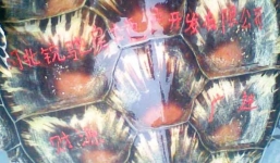 Bắt được rùa biển kỳ lạ khắc chữ Hán trên mai