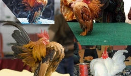 Mãn nhãn với gà 'vương giả' giá 30 triệu đồng/con