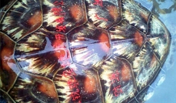 'Giải mã' chữ viết trên mai rùa biển dạt vào biển Quảng Bình