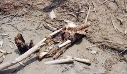 Đi làm rừng, phát hiện bộ xương người