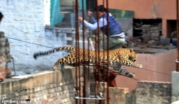 Video: Báo tấn công, gây náo loạn đường phố Ấn Độ