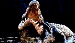 Cận cảnh 'cỗ máy giết người' ăn thịt hàng nghìn người vùng sông Nile