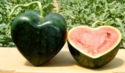 Trái dưa hấu có hình thù độc đáo