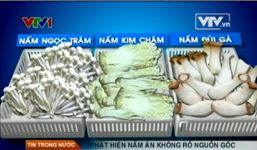 Đường đi của nấm kim chi rởm vào siêu thị