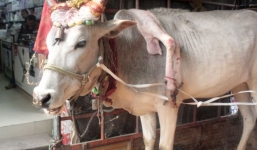 Bò 5 chân được phong “thánh” tại Ấn Độ
