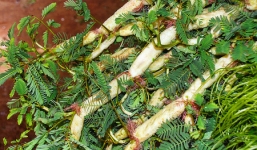 Bạt vía, kinh hồn trước rau non, nấm ngon bẩn