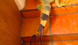 Phát hiện “quái thú” cự đà 8 đuôi ở Mỹ