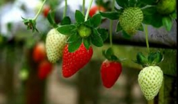 7 loại thực phẩm 'vàng' chống ưng thư vú