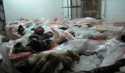 Bắt giữ 1,6 tấn chân trâu bò thối trên đường tuồn vào quán nhậu TP.HCM