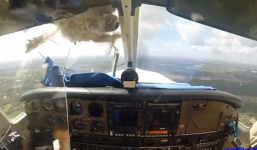 Clip: Chim đâm vỡ kính máy bay