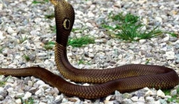 Nóng từ địa phương ngày 26/2: Cần Thơ - Mang rắn độc vào nhà nghỉ, bị rắn cắn chết