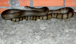 Mang rắn độc vào nhà nghỉ, bị rắn cắn chết