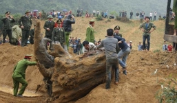 Thông tin mới nhất về khối gỗ sưa có giá trị hàng chục tỷ đồng ở Quảng Bình