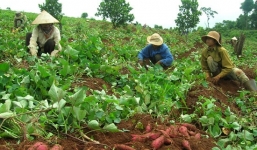 Không bán lá khoai lang cho thương lái Trung Quốc