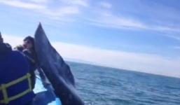 Thiếu nữ bị cá voi tát thẳng vào mặt