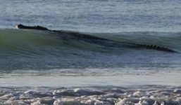 Cá sấu khổng lồ 'tấn công' bãi tắm nổi tiếng nước Úc phải đóng cửa