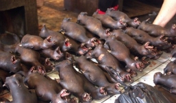 Cảnh tượng đáng sợ chó, khỉ, chuột bị giết mổ la liệt tại Indonesia