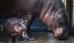 Chùm ảnh hà mã lùn mới sinh cực đáng yêu