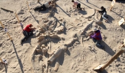 Giải mã bí ẩn về cái chết tại nghĩa địa cá voi 9 triệu năm tuổi