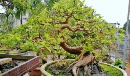 Chiêm ngưỡng cây ổi dáng 'rồng bay' giá 150 triệu