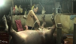 Chiêu 'bẩn' bơm tăng trọng của đồ tể lò mổ